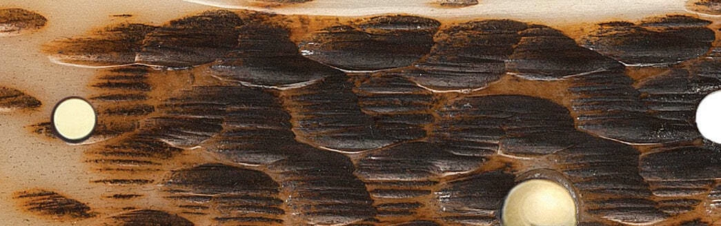 Case Amber Bone Peach Seed Jig (SS) Large Trapper Folder Knife #00164 7 Case Amber Bone Peach Seed Jig (SS) Large Trapper Folder Knife #00164 - Image 5